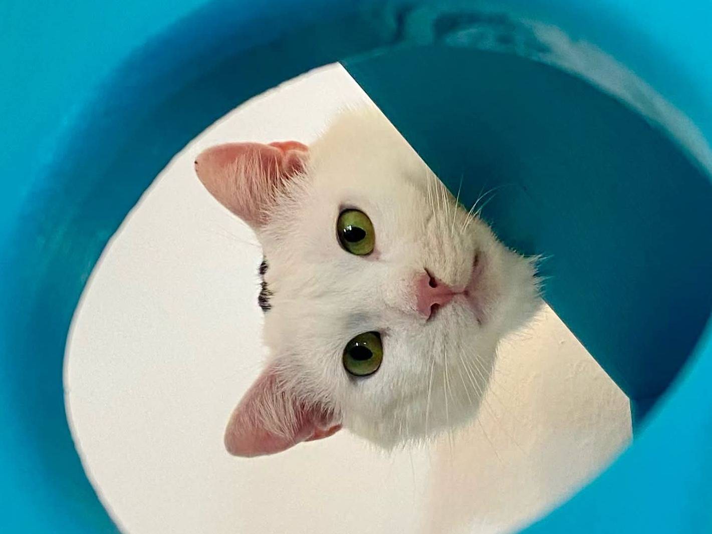 Adotta un gatto, taglia non valida, maschio, Parma
