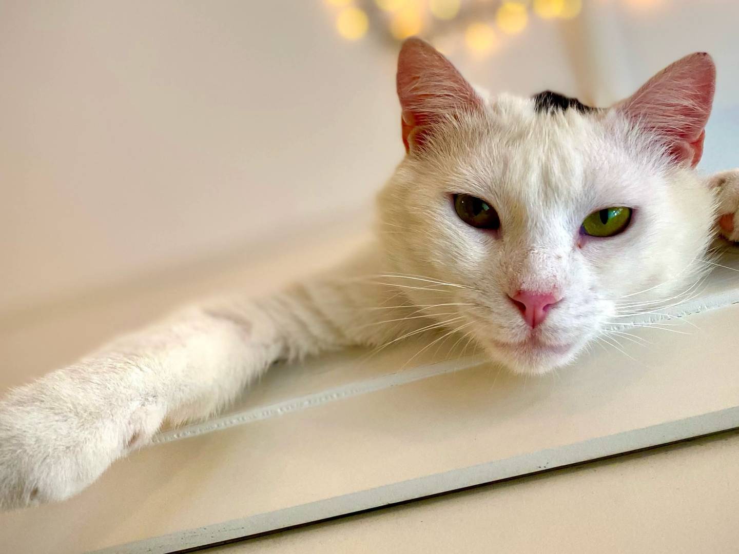 Vuoi adottare un gatto a Parma?