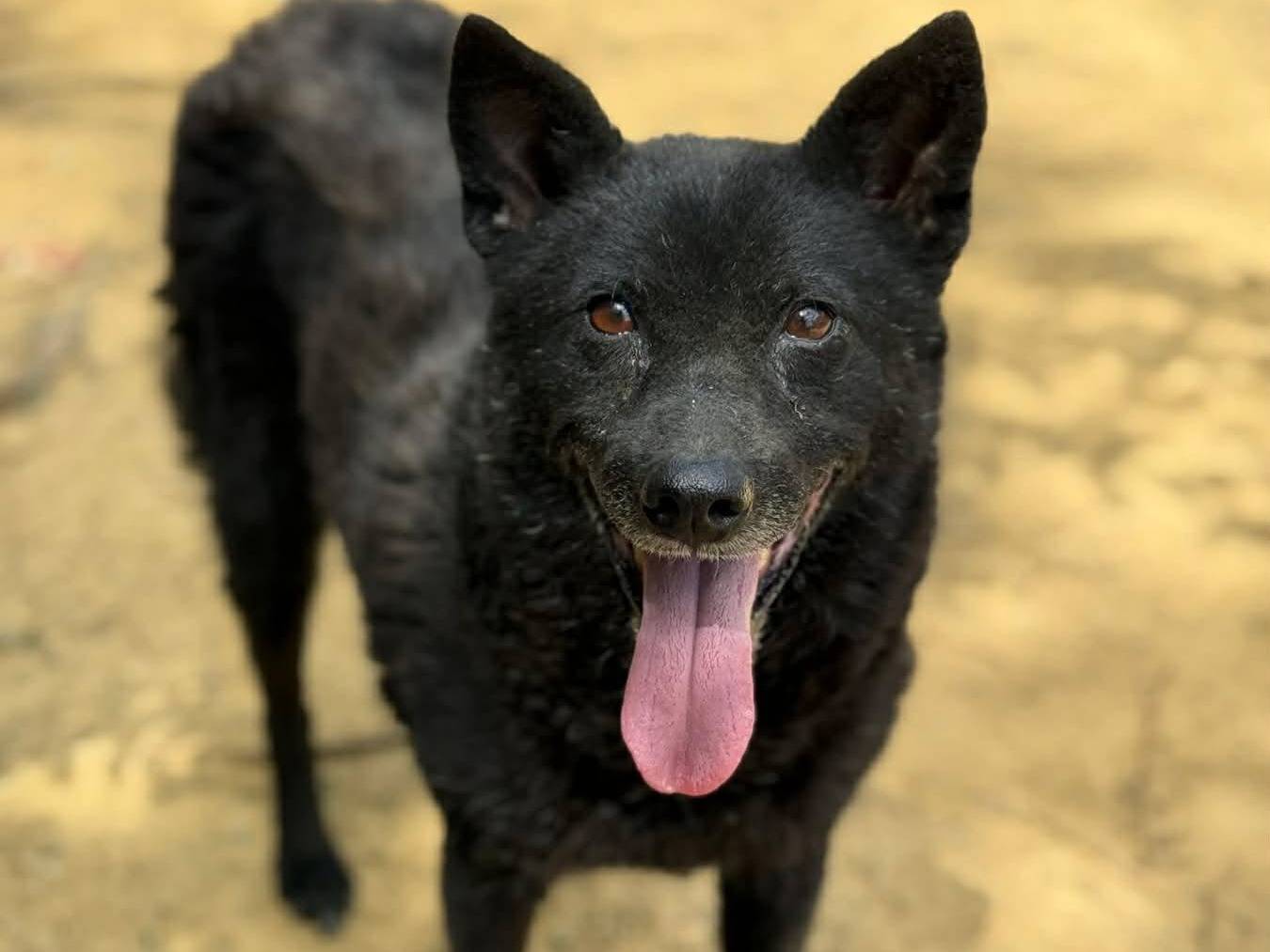 Adotta il cane KEFRA a Firenze