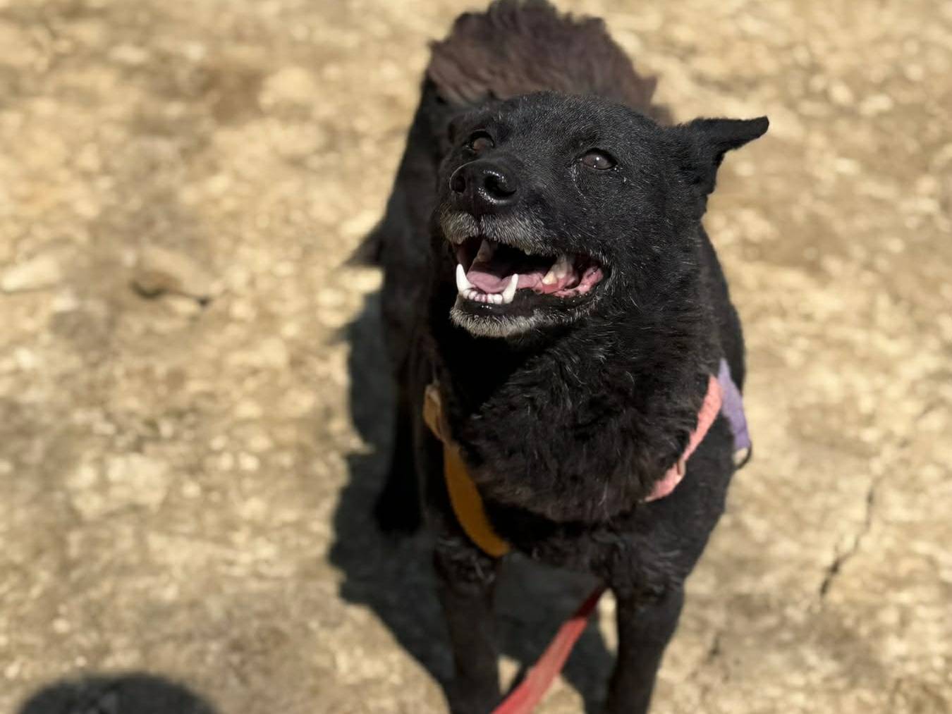 Vuoi adottare un cane a Firenze?