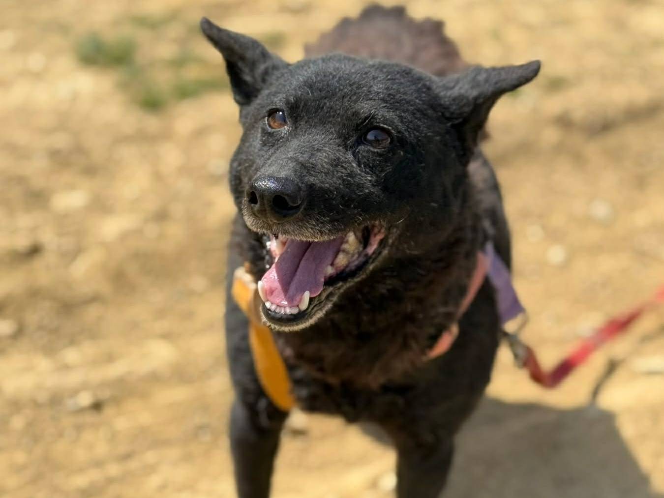 Adotta un cane, taglia media contenuta, femmina, Firenze