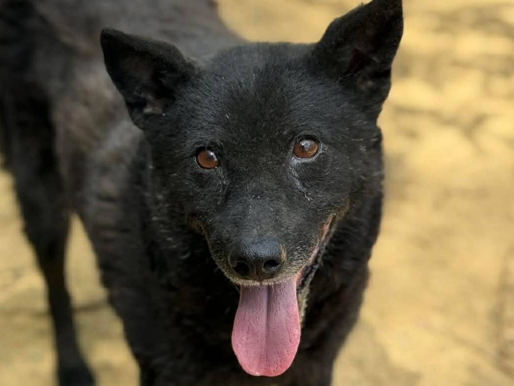 Adotta un cane, femmina, 4 anni e 1 mese, Firenze