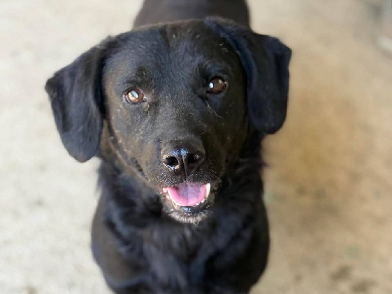 Adotta un cane, taglia media contenuta, maschio, Firenze
