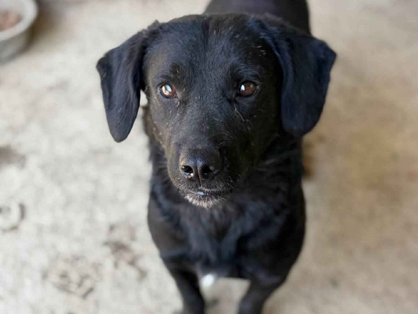 Adotta il cane LILLO a Firenze