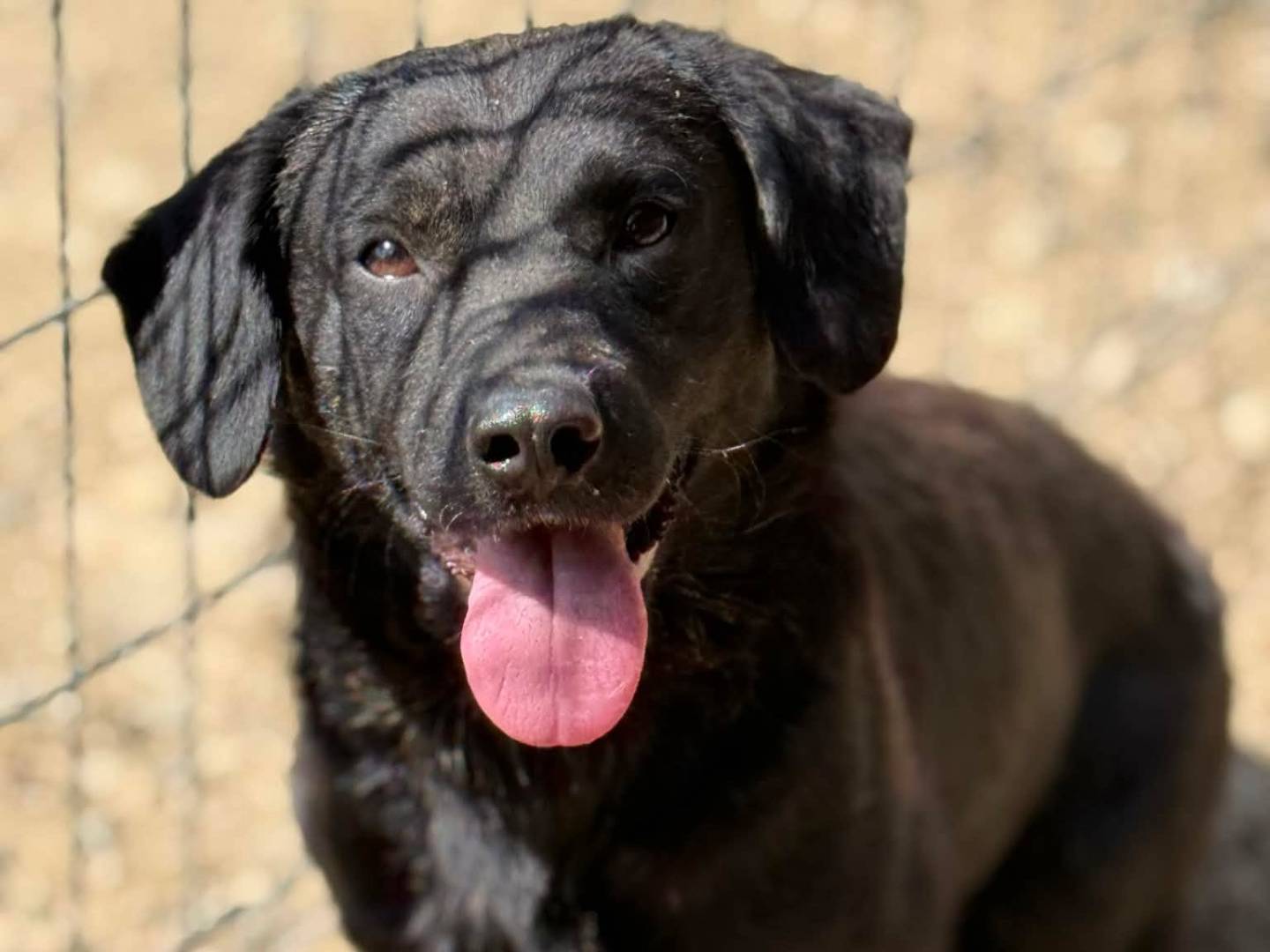 Vuoi adottare un cane a Firenze?