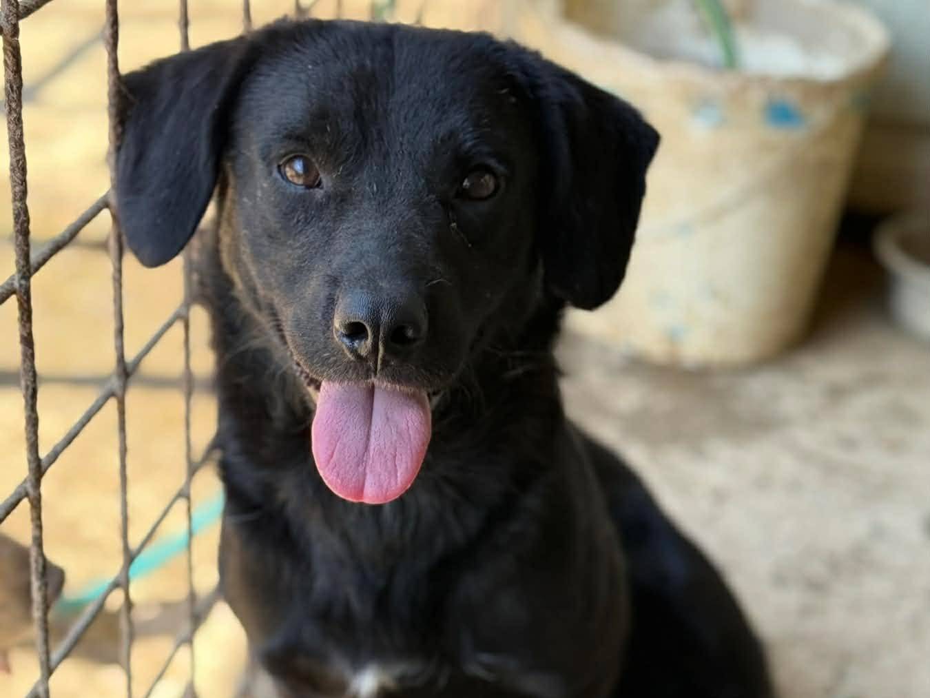 Adotta un cane, maschio, 2 anni e 1 mese, Firenze