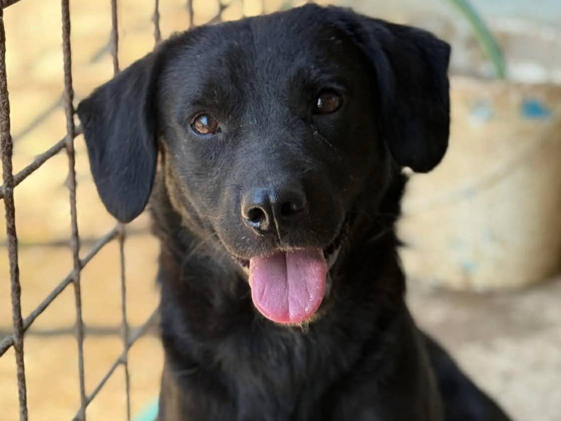 Adozione cane, maschio, Razza sconosciuta Razza sconosciuta, 2 anni e 1 mese, taglia media contenuta, Firenze