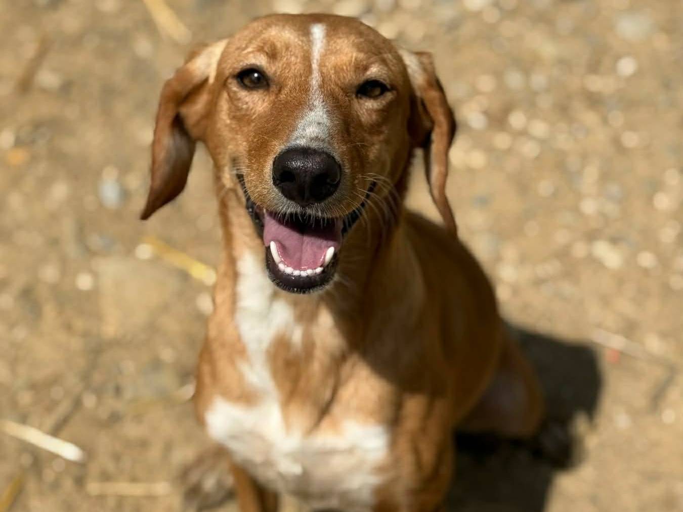 Vuoi adottare un cane a Firenze?