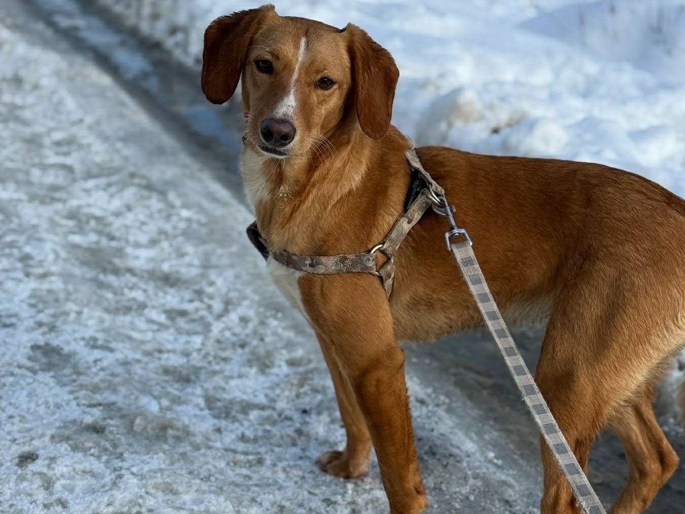 Adotta il cane YULIA a Firenze