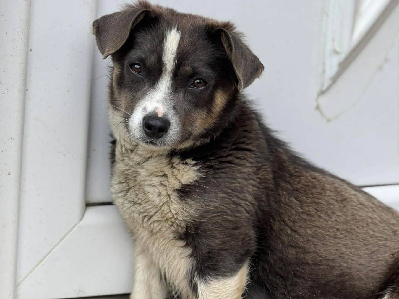 Adozione cane, femmina, Razza sconosciuta Razza sconosciuta, 2 anni, taglia piccola, Firenze