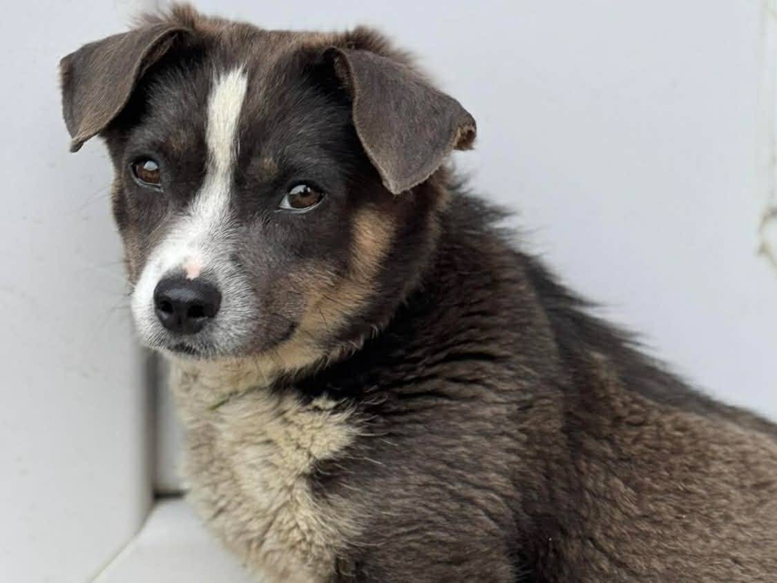 Adotta un cane, taglia piccola, femmina, Firenze