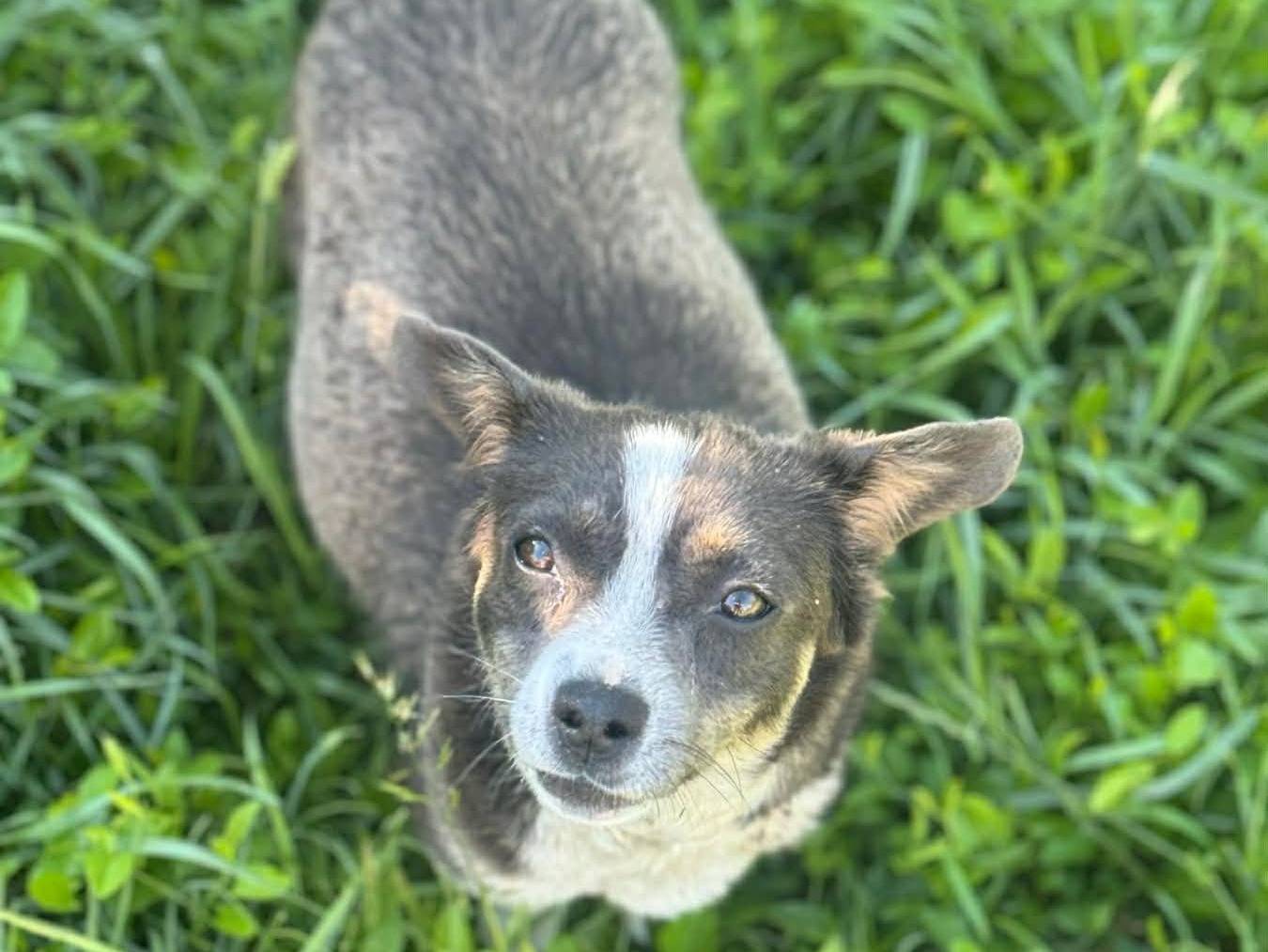 Vuoi adottare un cane a Firenze?