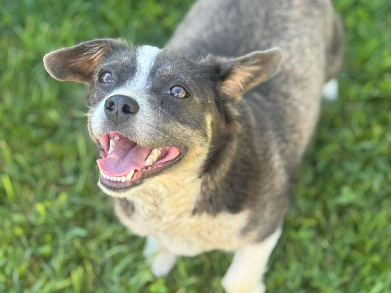 Adotta il cane MAIKA a Firenze