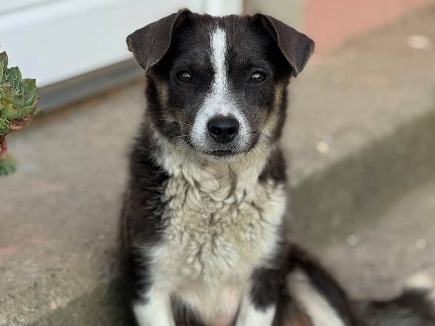 Adotta un cane, femmina, 2 anni, Firenze