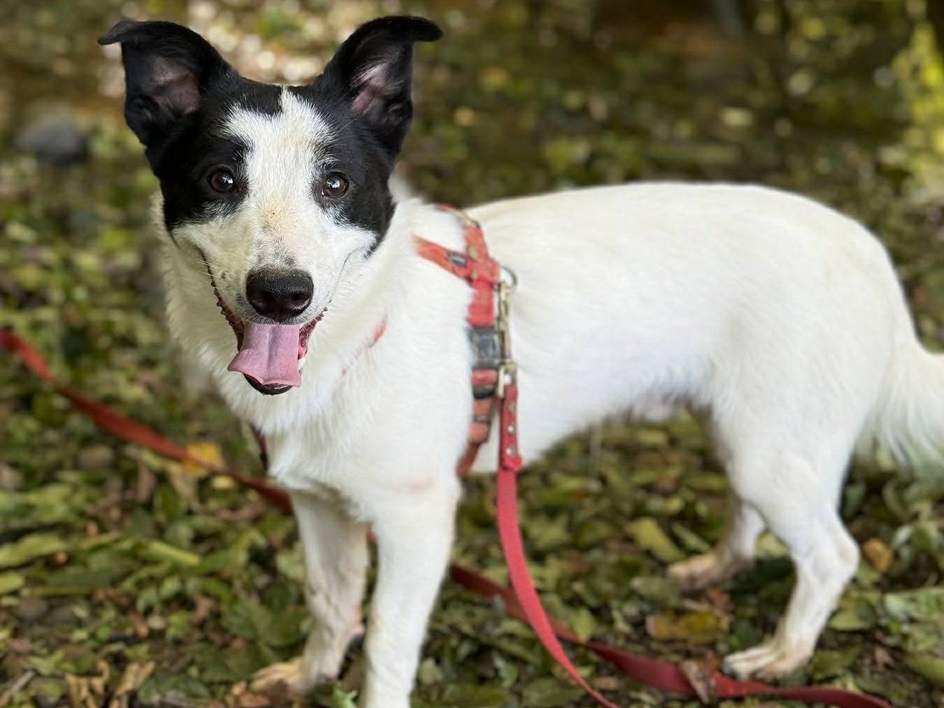 Adotta il cane DIEGO a Firenze