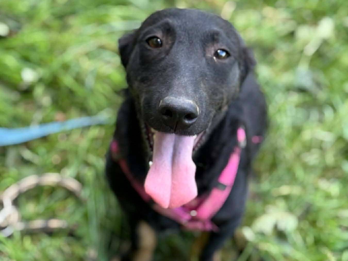 Adozione cane, femmina, Razza sconosciuta Razza sconosciuta, 6 mesi, taglia media contenuta, Firenze