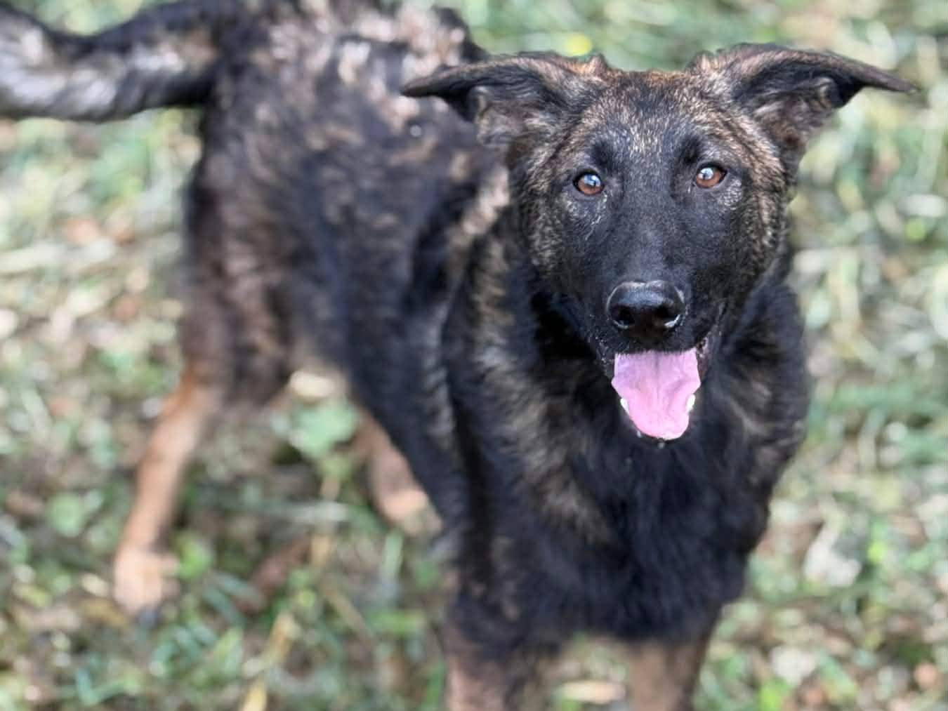 Adotta un cane, taglia media, maschio, Firenze