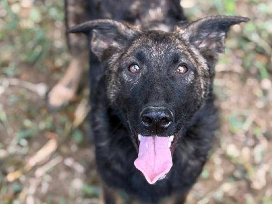 Adotta un cane, maschio, 6 mesi, Firenze