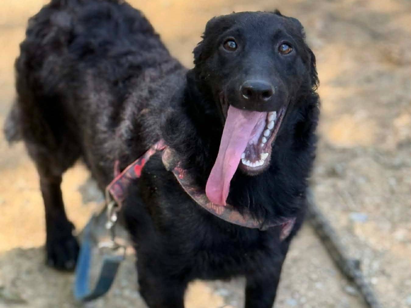 Vuoi adottare un cane a Firenze?