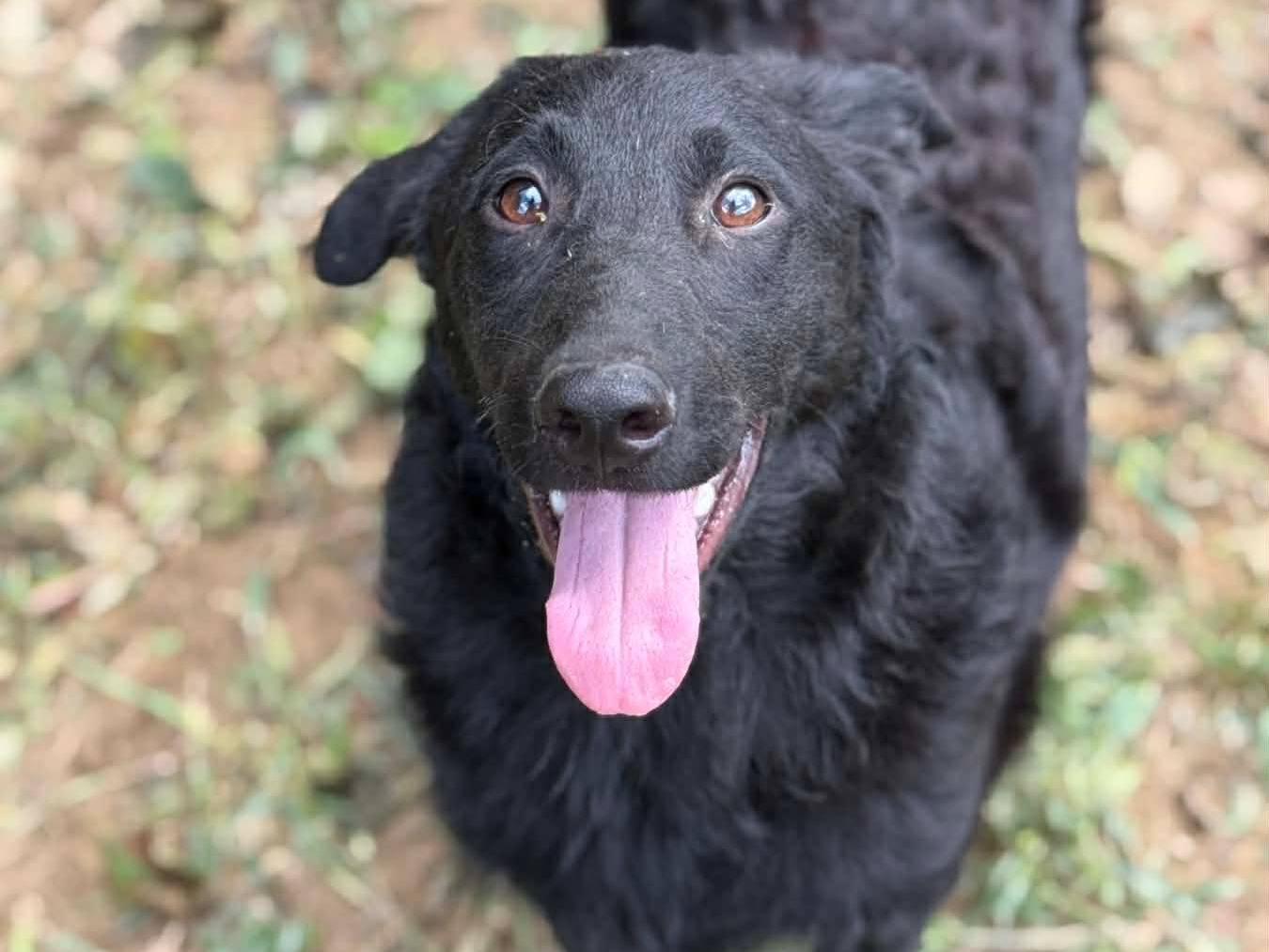 Adotta un cane, maschio, 6 mesi, Firenze