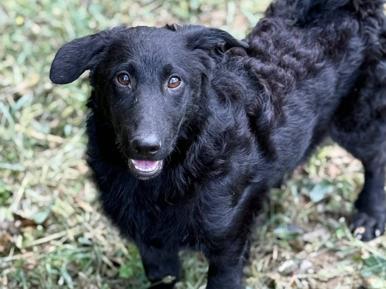 Adotta il cane ERIC a Firenze