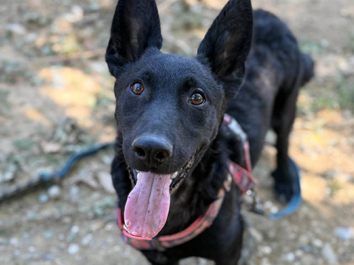 Adozione cane, maschio, Razza sconosciuta Razza sconosciuta, 6 mesi, taglia media contenuta, Firenze