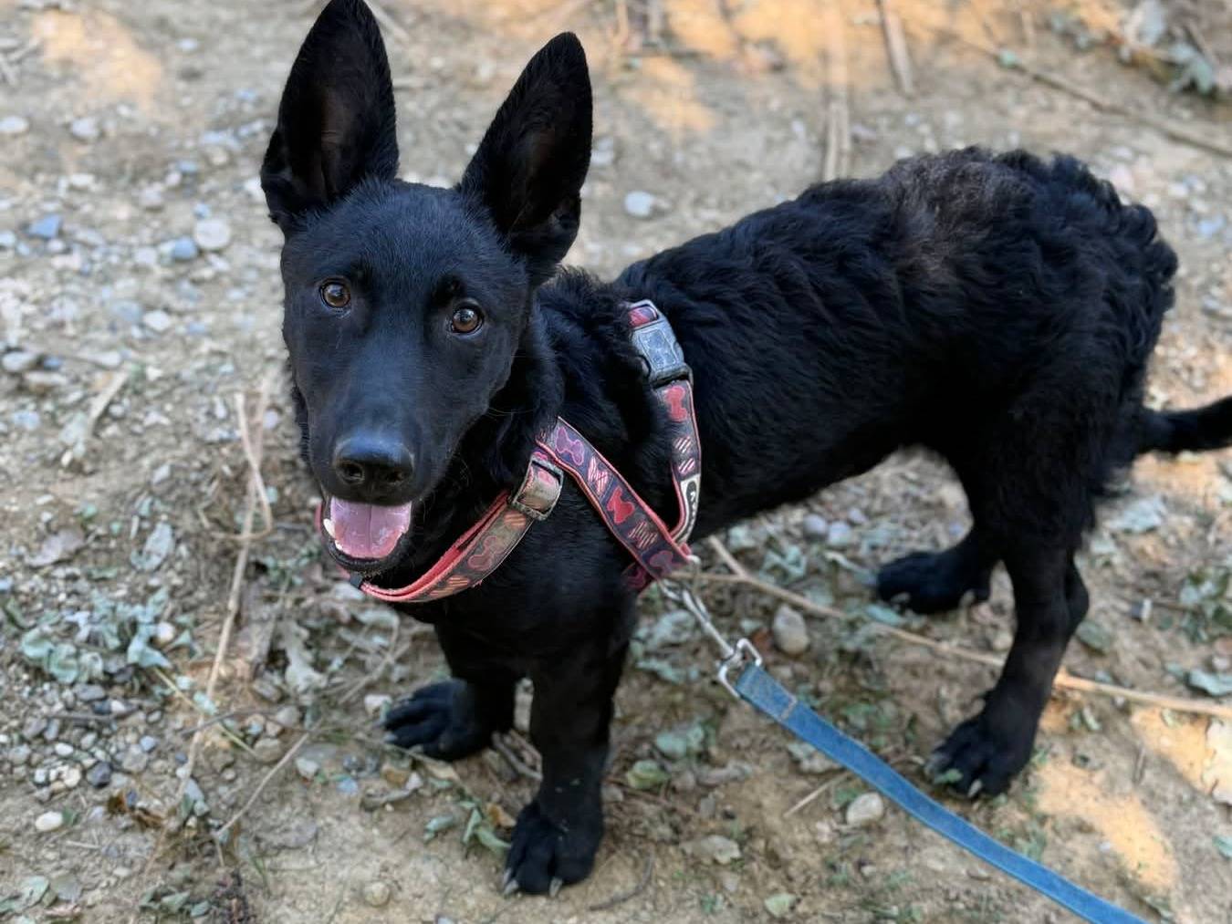Vuoi adottare un cane a Firenze?