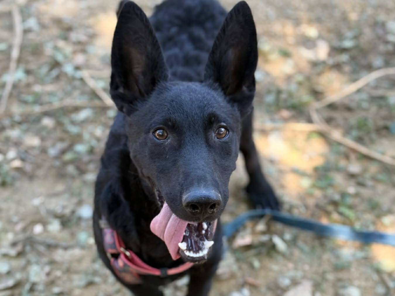 Adotta il cane ELIO a Firenze