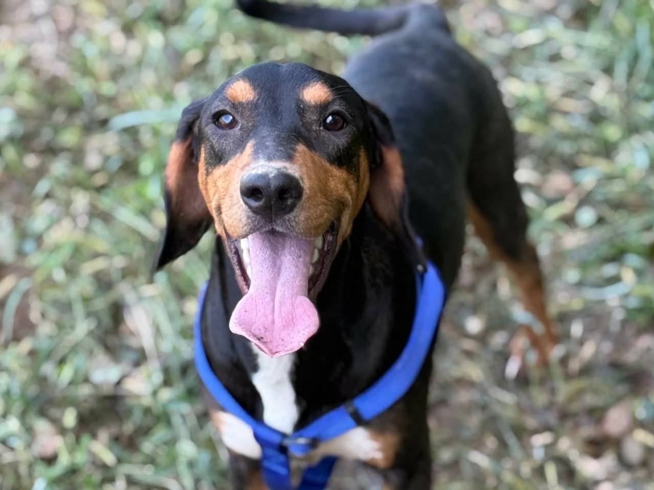 Foto 1 dell'animale