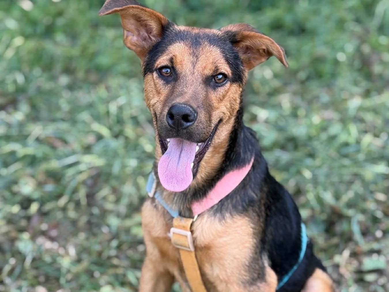 Adozione cane, maschio, Pastore tedesco Razza sconosciuta, 6 mesi, taglia media, Firenze
