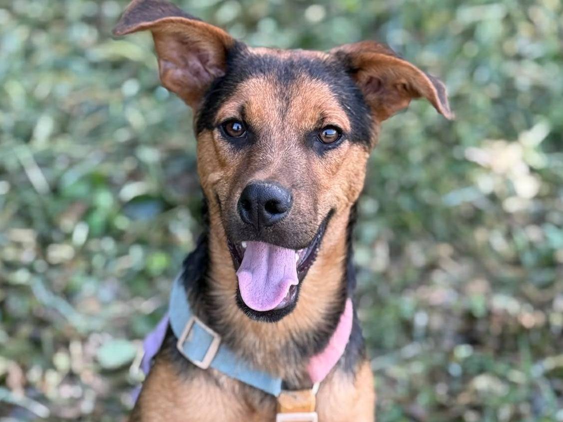 Adotta un cane, taglia media, maschio, Firenze