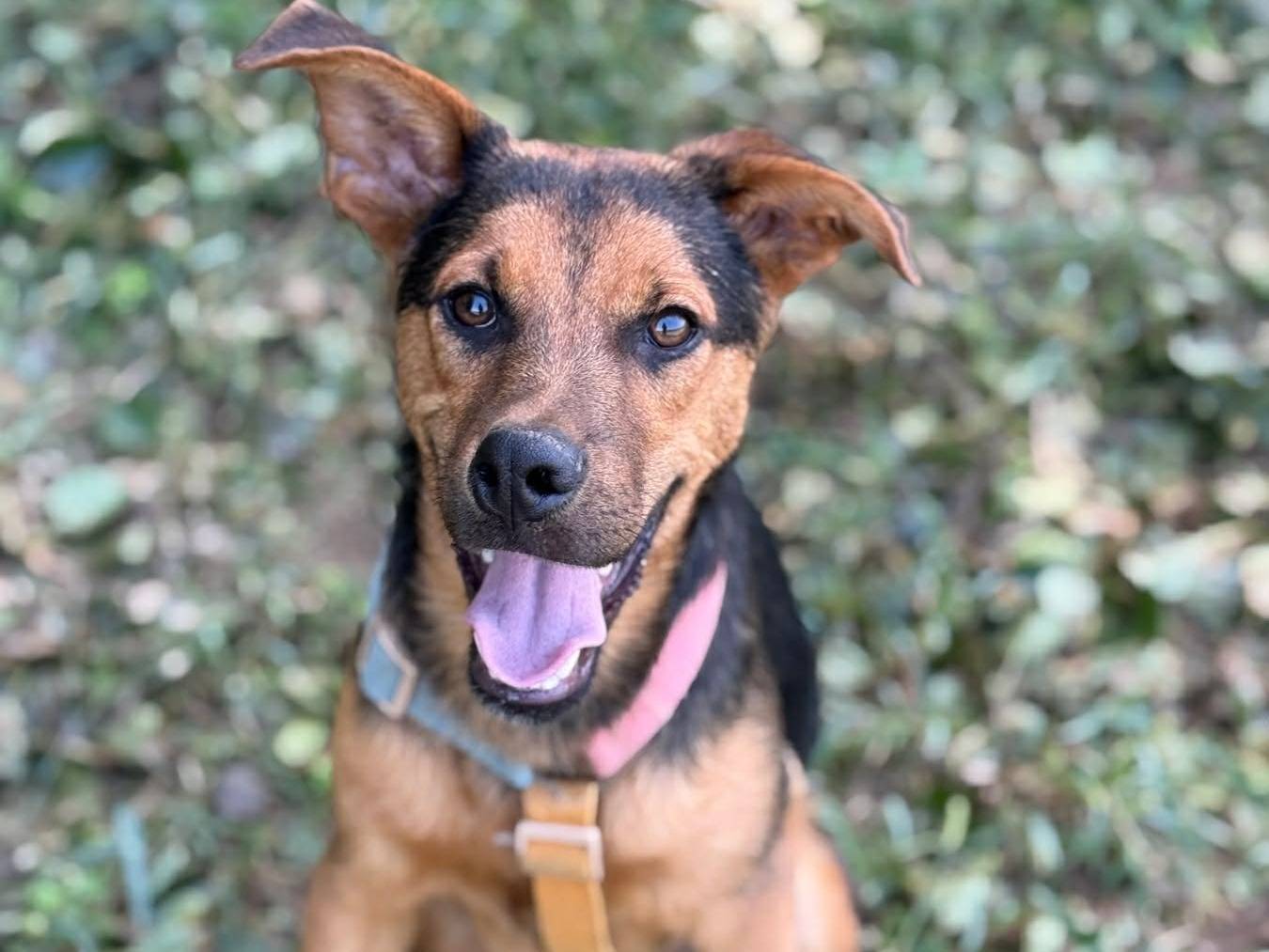 Adotta un cane, maschio, 6 mesi, Firenze