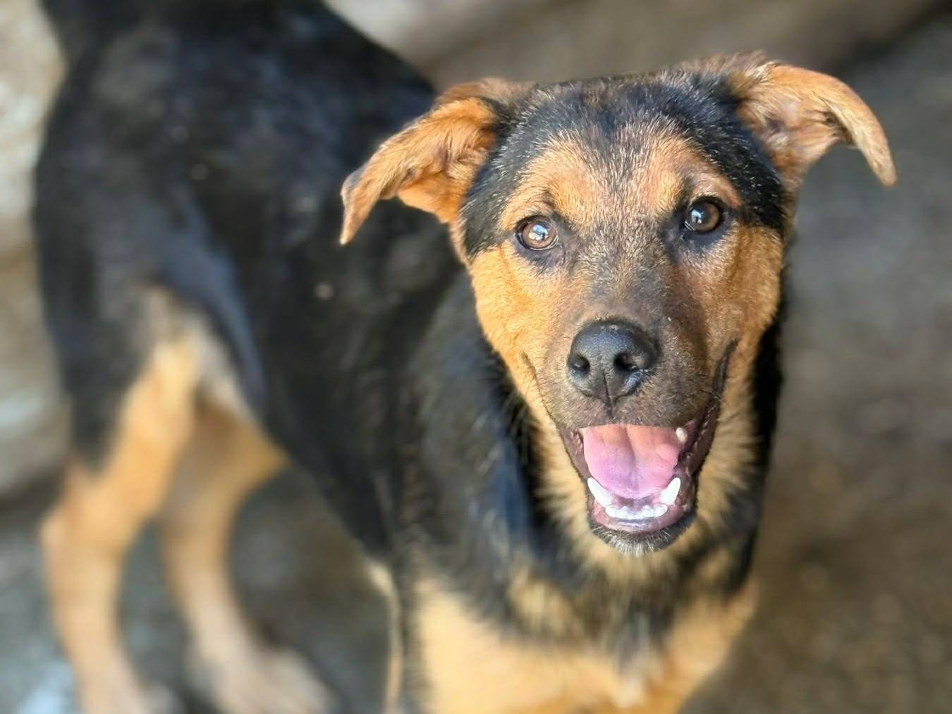 Vuoi adottare un cane a Firenze?