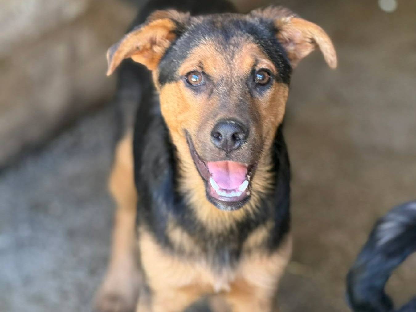 Adotta il cane DARIUS a Firenze