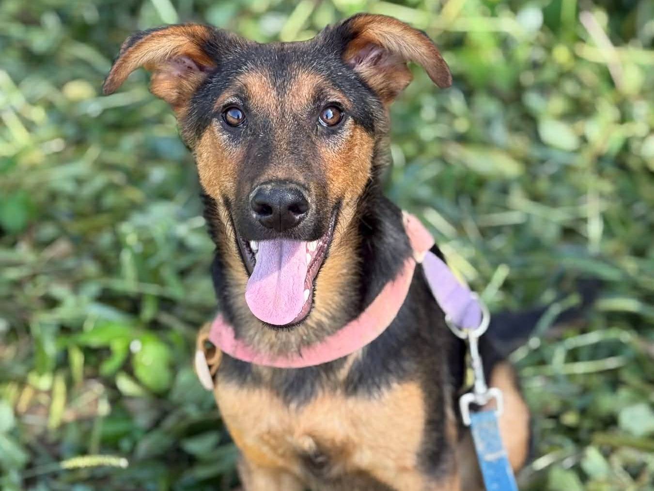 Adozione cane, maschio, Pastore tedesco Razza sconosciuta, 6 mesi, taglia media, Firenze
