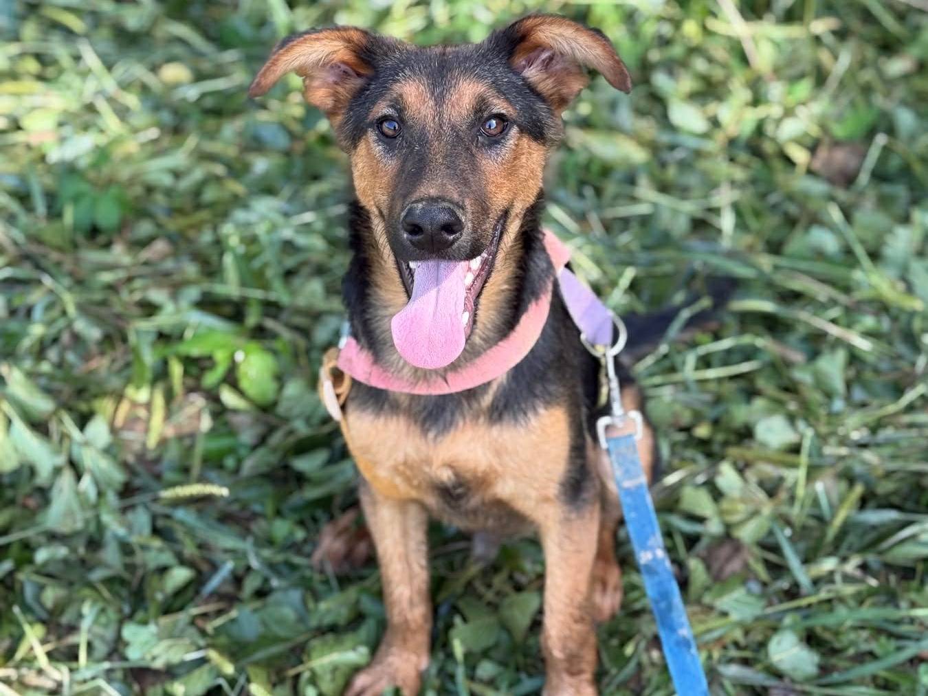 Adotta un cane, maschio, 6 mesi, Firenze