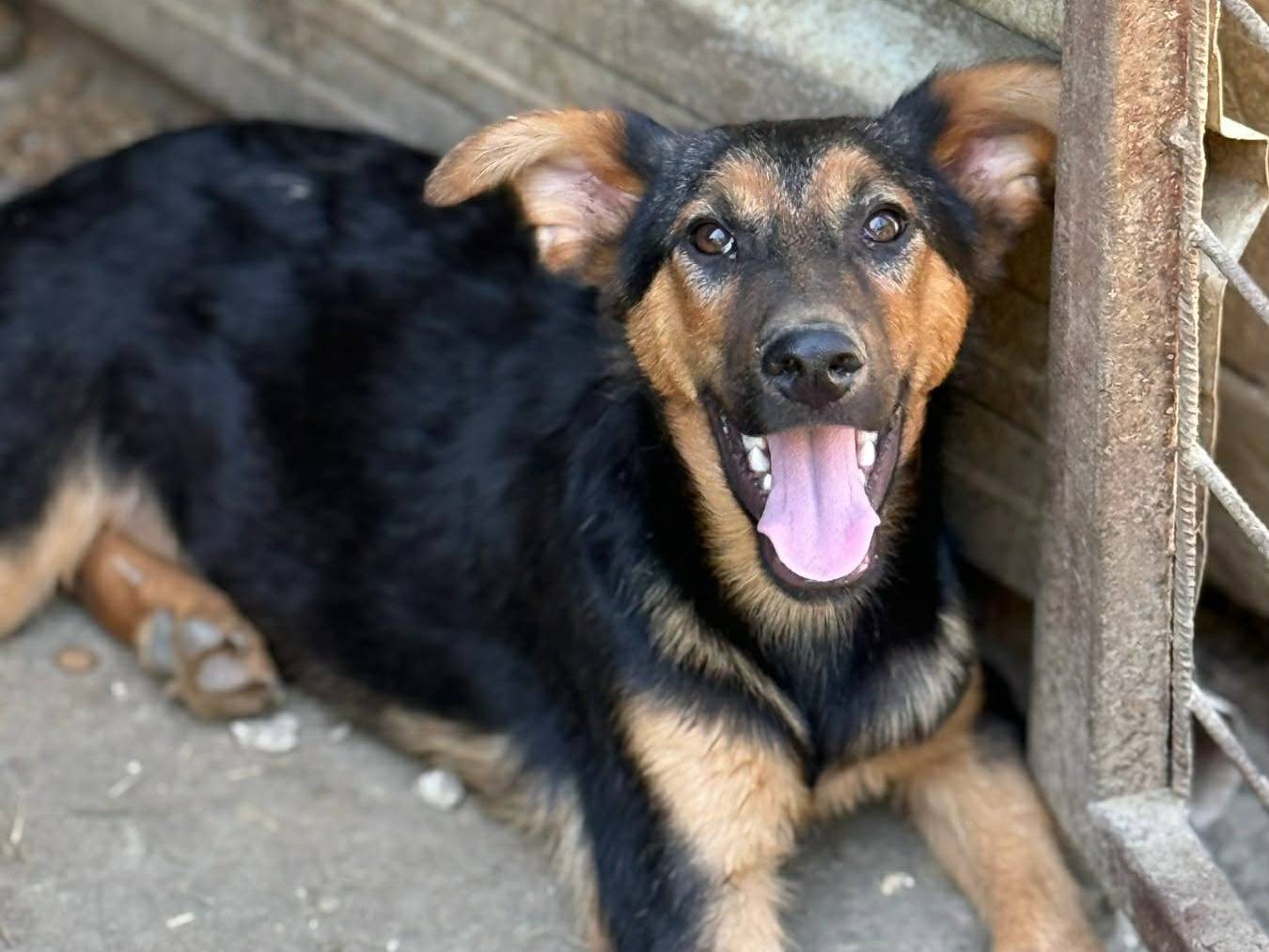 Adotta un cane, taglia media, maschio, Firenze