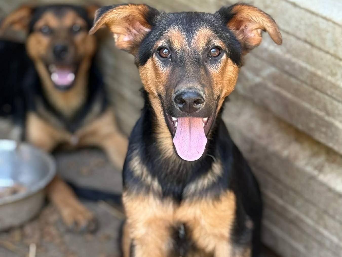 Vuoi adottare un cane a Firenze?