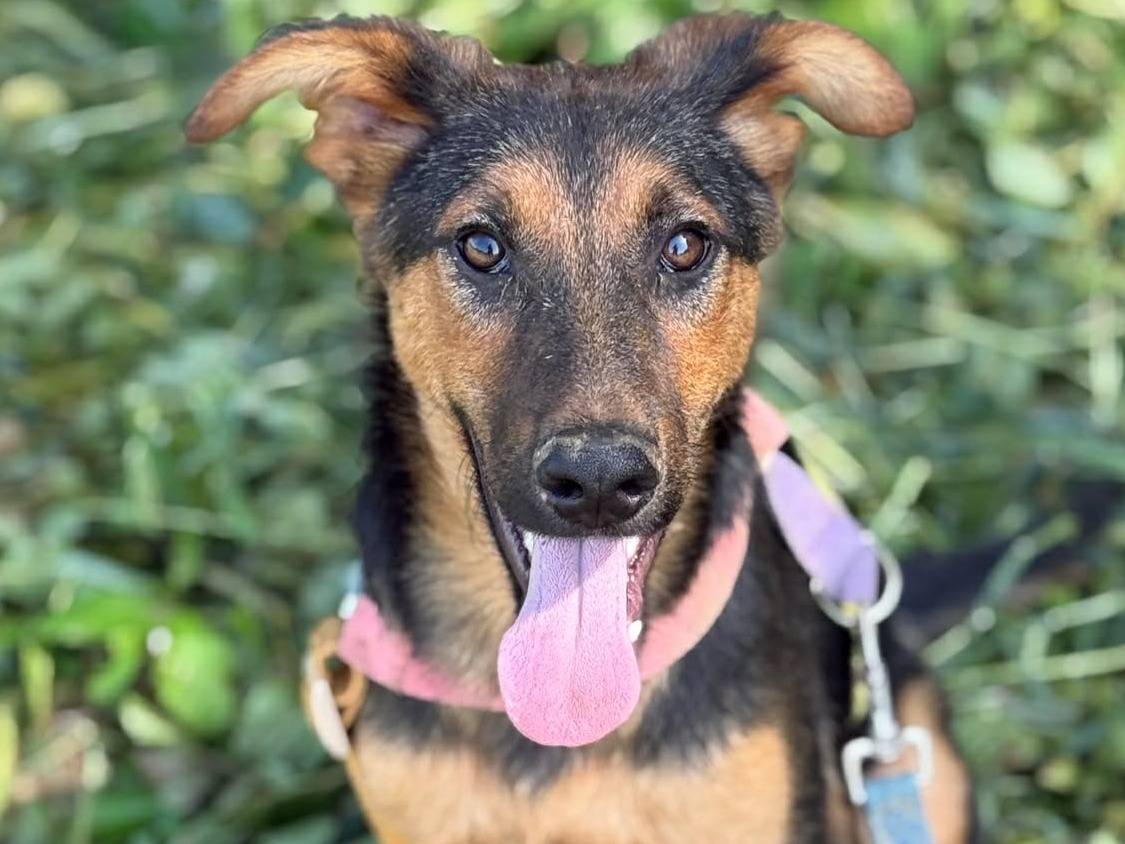 Adotta il cane DOBBY a Firenze