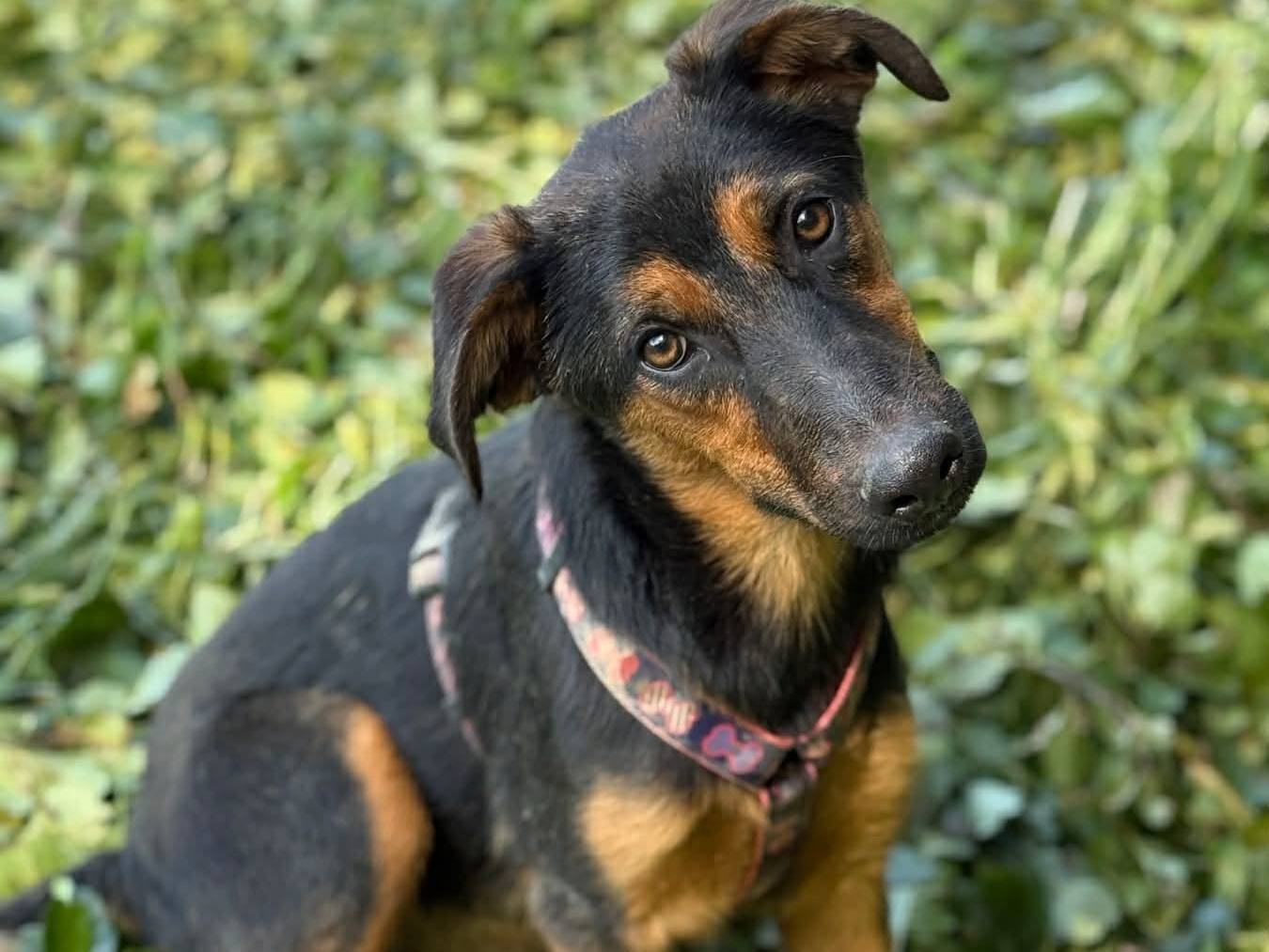 Adozione cane, femmina, Pastore tedesco Razza sconosciuta, 6 mesi, taglia media, Firenze