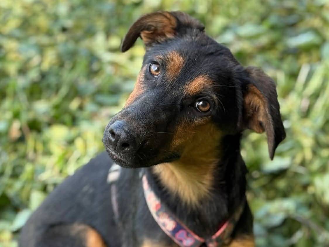 Adotta un cane, femmina, 6 mesi, Firenze