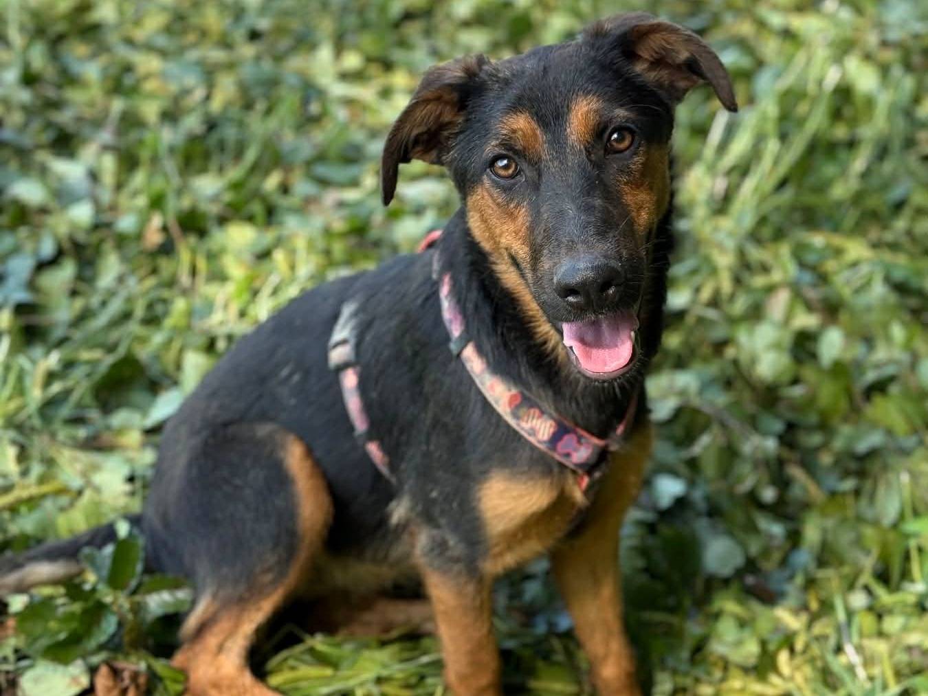 Adotta un cane, taglia media, femmina, Firenze