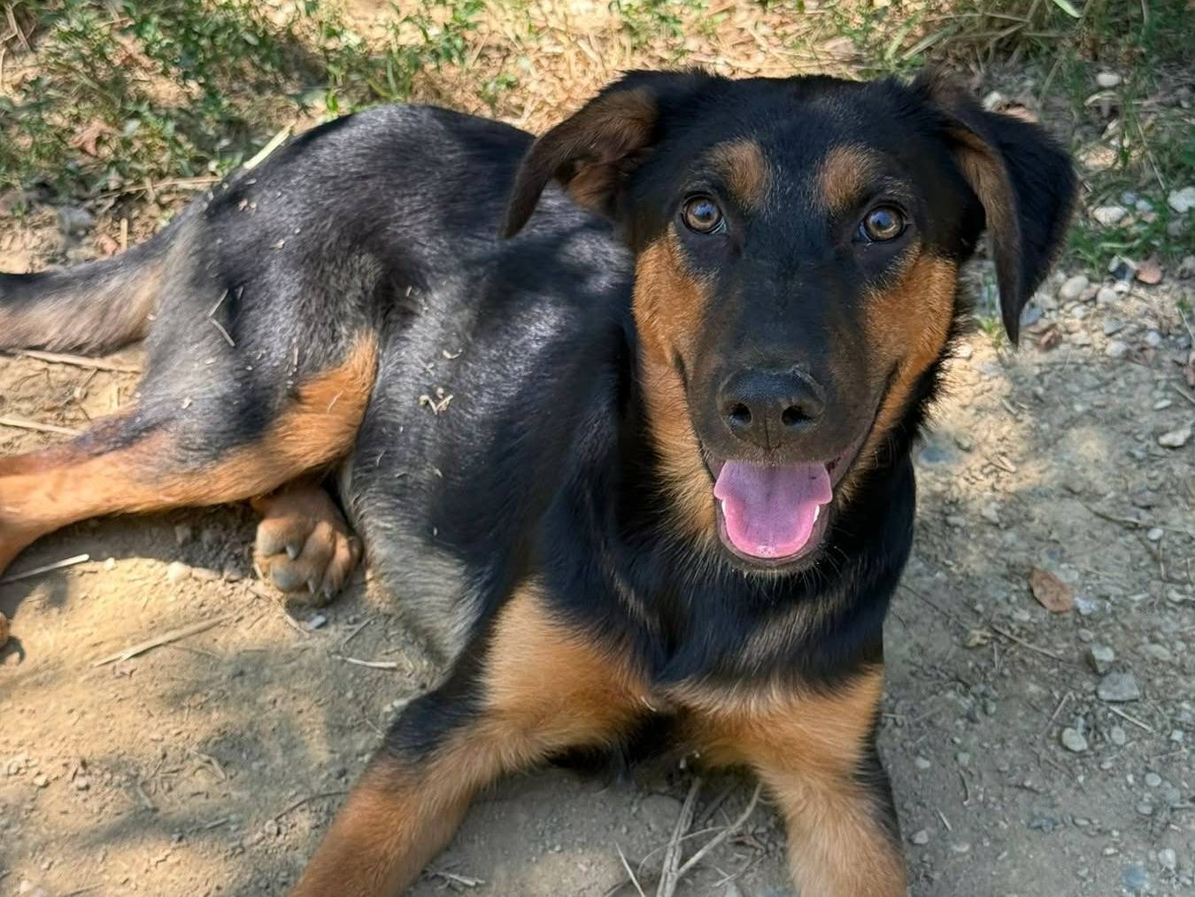 Vuoi adottare un cane a Firenze?