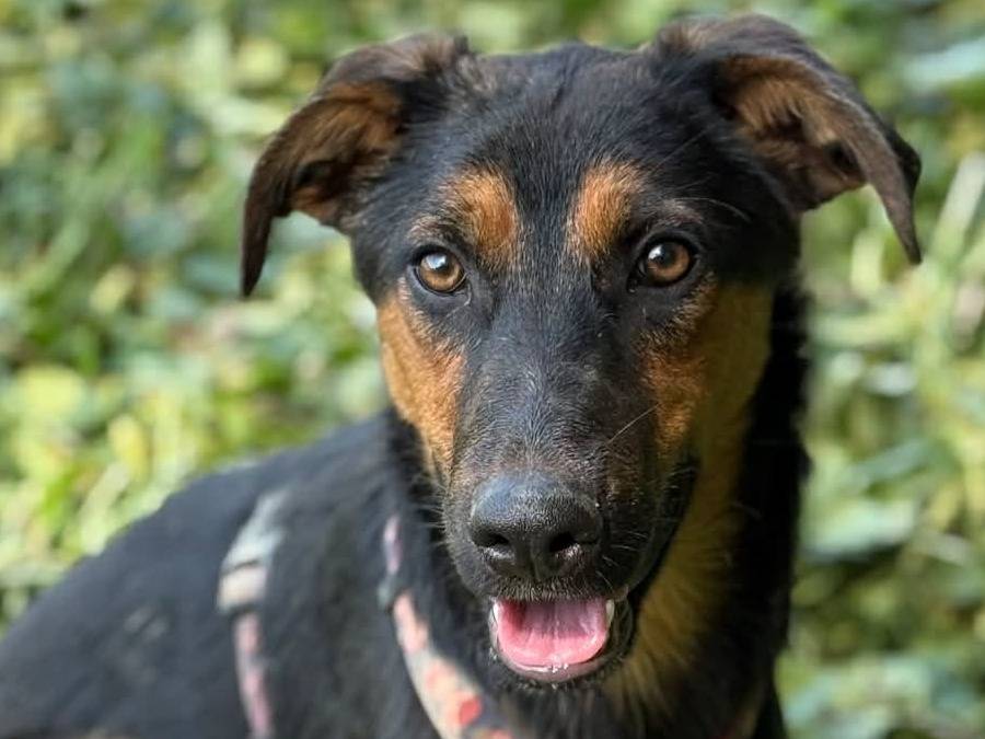 Adotta il cane DAISY a Firenze