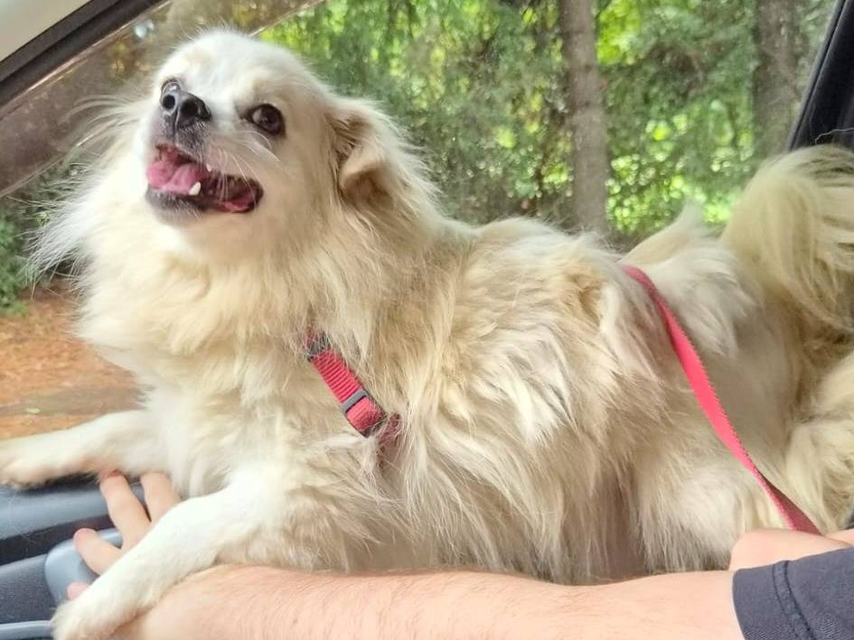 Vuoi adottare un cane a Milano?