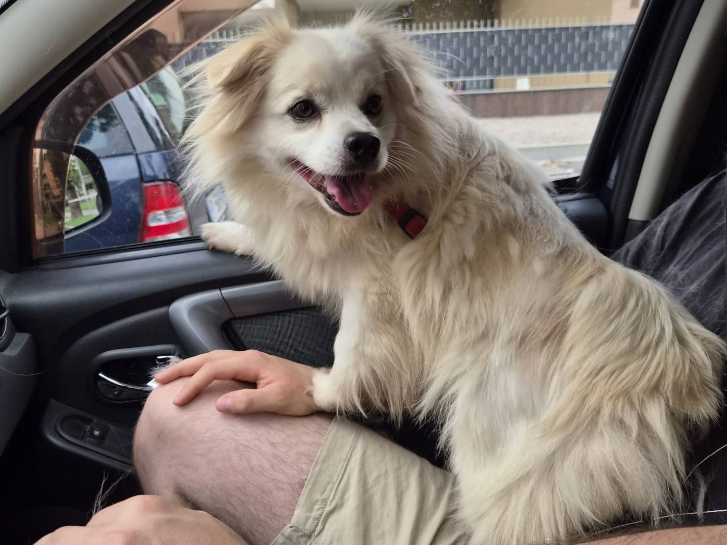 Adotta il cane Cooki a Milano