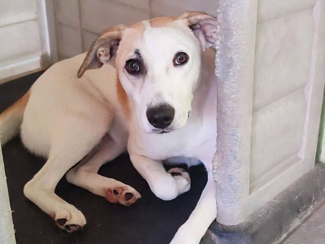 Adozione cane, femmina, Razza sconosciuta Razza sconosciuta, 1 anno e 2 mesi, taglia media, Pavia