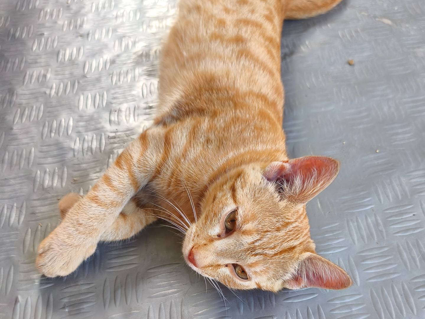 Adotta un gatto, maschio, 6 mesi, Bari