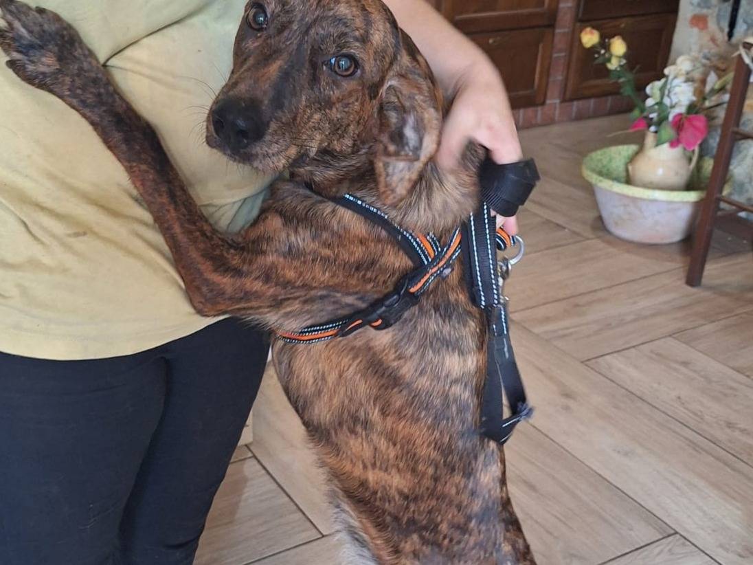 Adozione cane, femmina, Razza sconosciuta Razza sconosciuta, 8 mesi, taglia media, Catanzaro