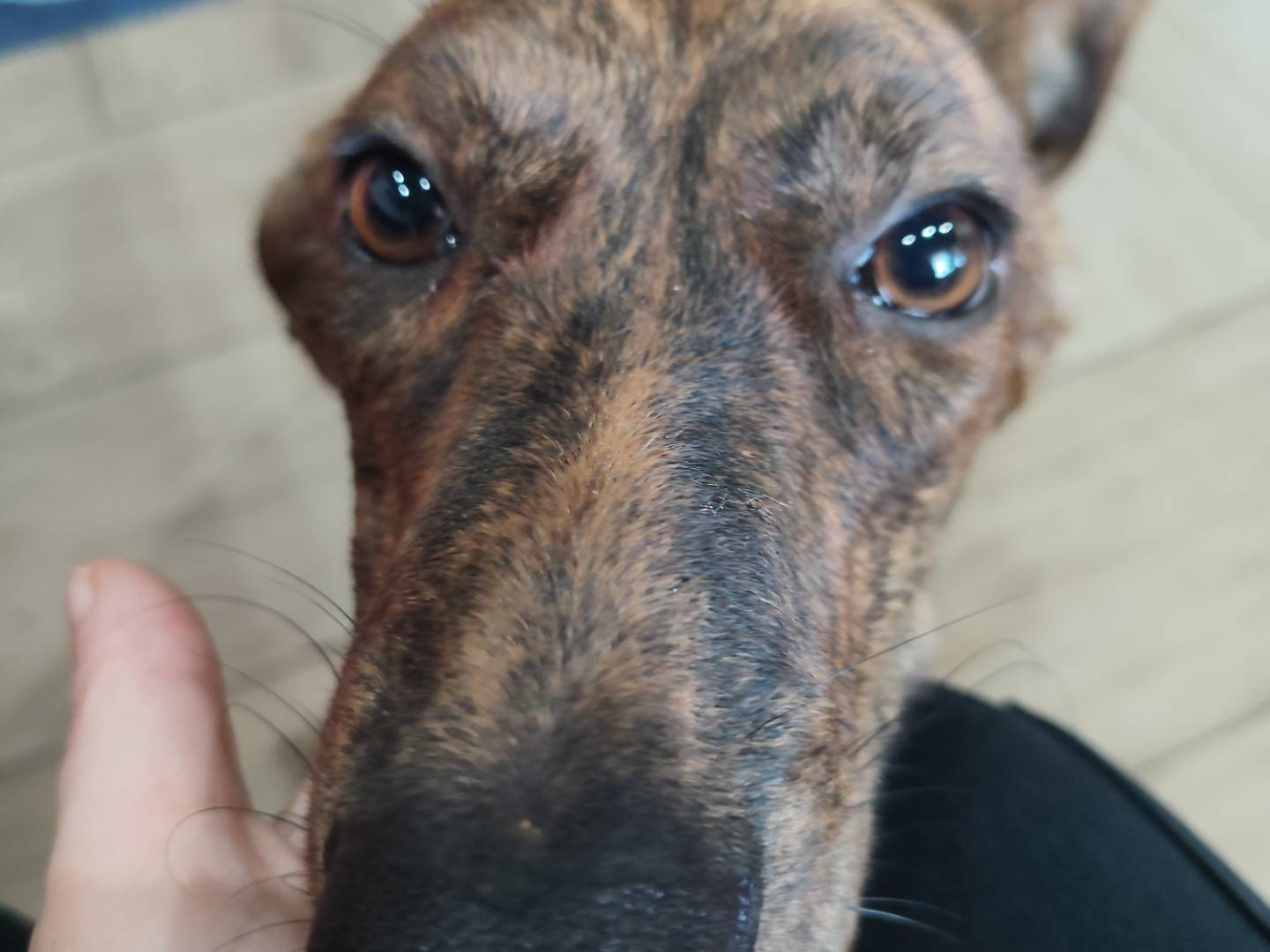 Adotta un cane, femmina, 8 mesi, Catanzaro